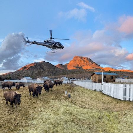Helicopter lifting off over buffalo at Grand Canyon Western Ranch